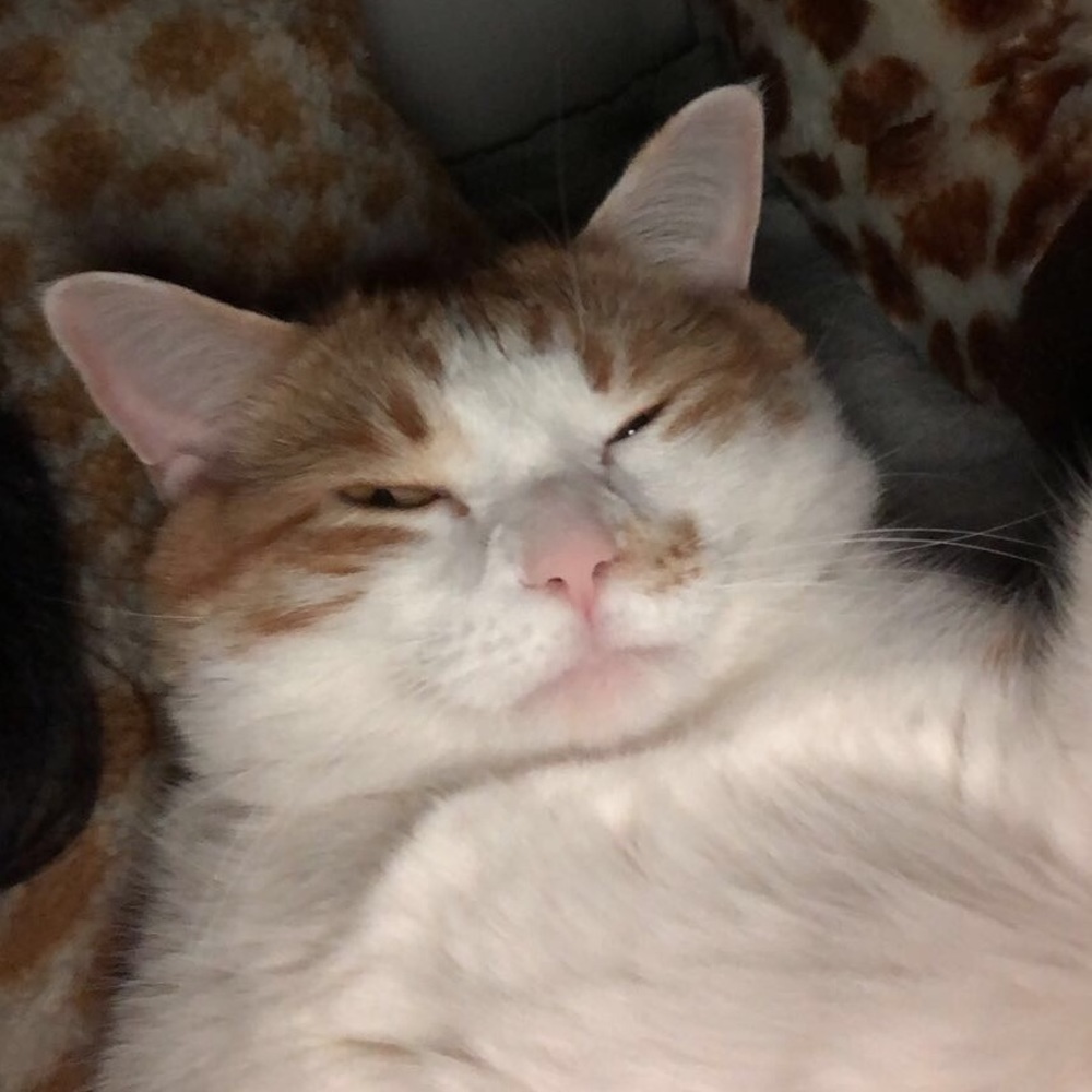 Meet your Posher, Lexuz